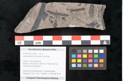 Foto (Objekt + Etikett) von Lepidodendron obovatum Sternbg. (NHMW-GEO-2024-0188-11040)